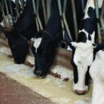 Maior evento da indústria de alimentação animal da América Latina acontece em junho em São Paulo