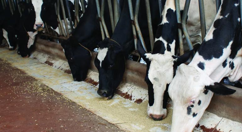 Maior evento da indústria de alimentação animal da América Latina acontece em junho em São Paulo